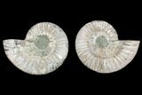 Cut & Polished Ammonite Fossil - Agatized #88227-1